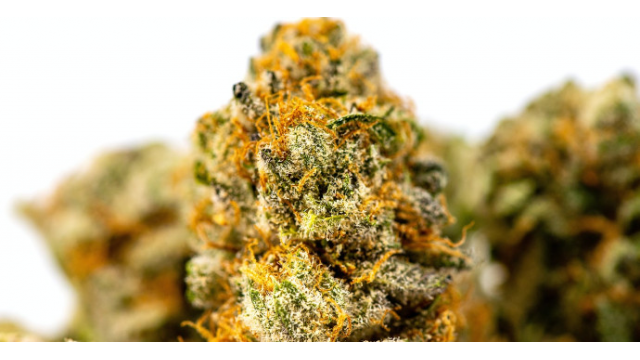 Qué son los tricomas de marihuana y cómo potenciarlos